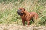 SHAR-PEI 870